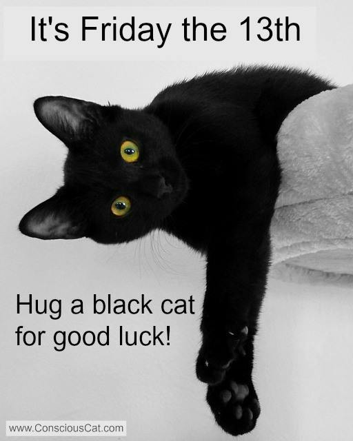 Image result for black cat appreciation day