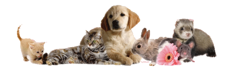 Animaux de Compagnie