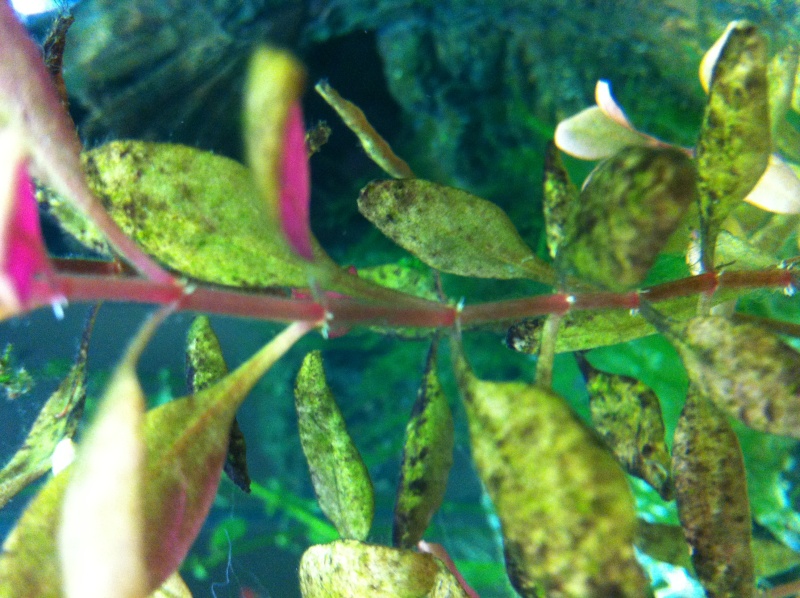 algues noires sur les feuilles des plantes de l'aquarium