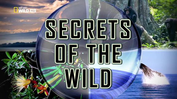 Tajemství divočiny / Secrets Of The Wild  (2014)
