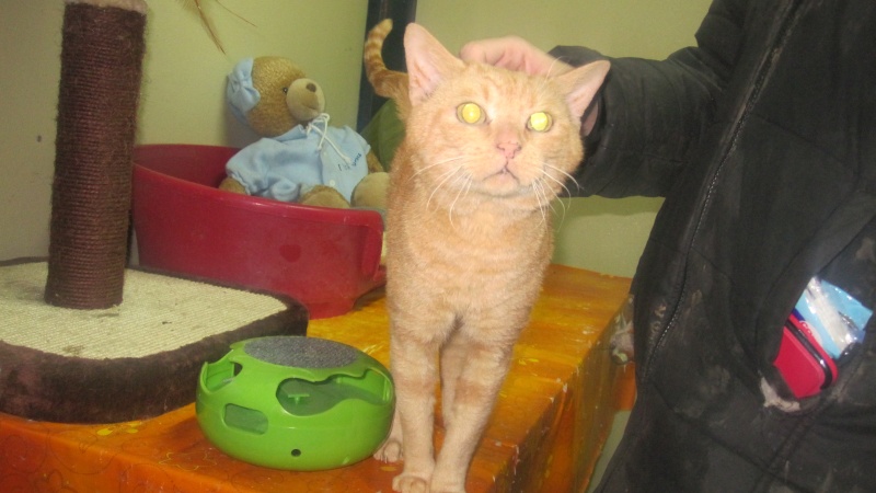 chat meurthe et moselle