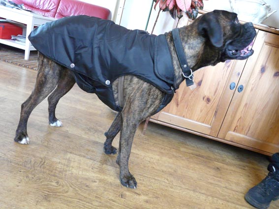 manteau pour grand chien boxer