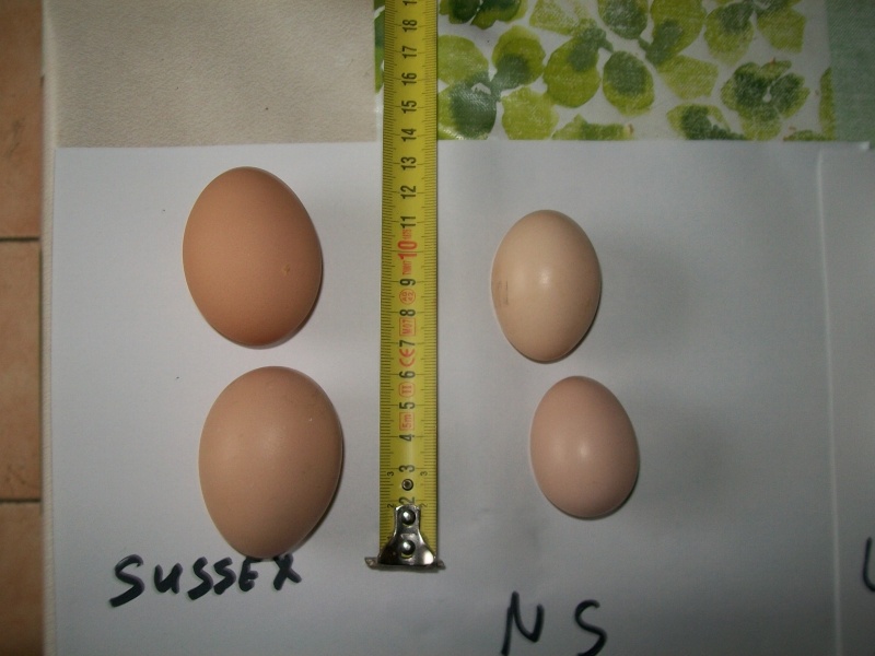 oeuf selon race