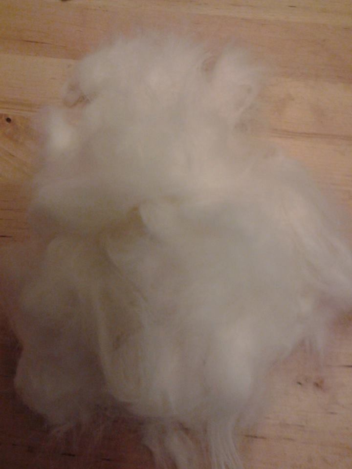 http://i38.servimg.com/u/f38/15/94/89/59/angora10.jpg