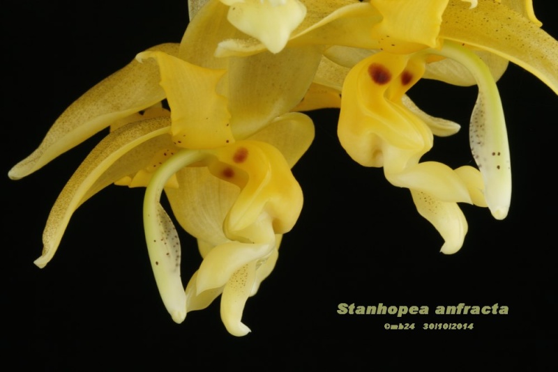 stanho11.jpg