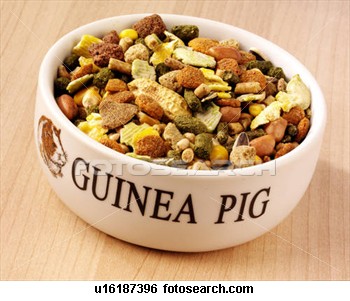 guinea10.jpg