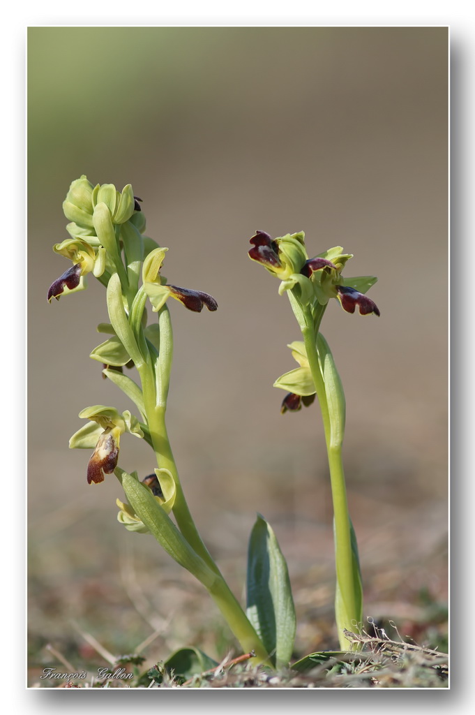 ophrys18.jpg