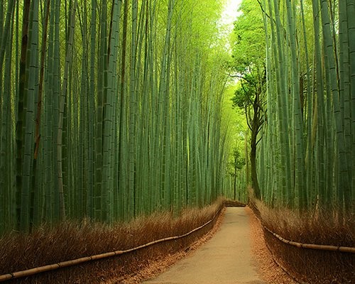 bambou10.jpg
