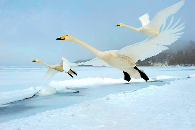 swans-10.jpg