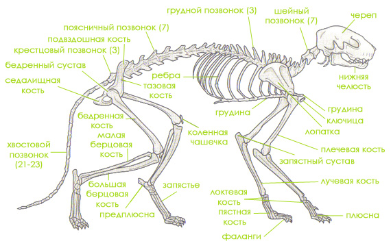 skelet10.jpg