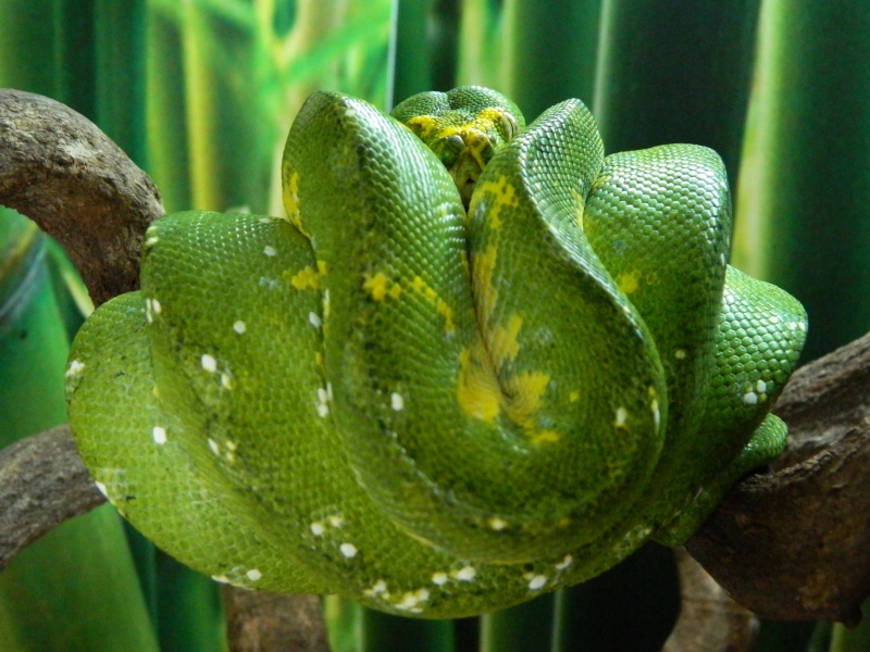 M. viridis Biak - Morelia Viridis