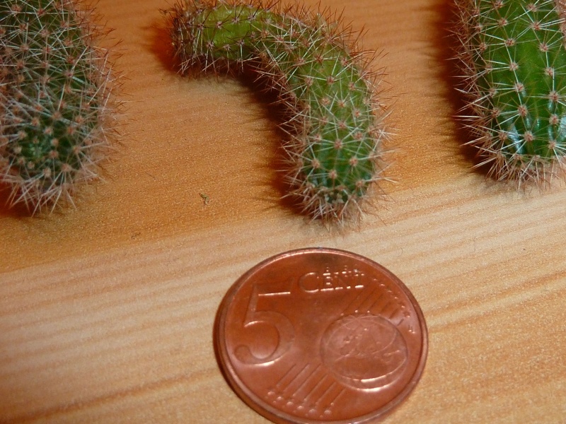 kaktus12.jpg