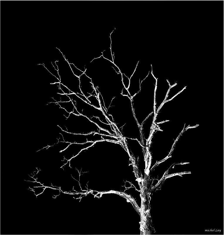 arbre110.jpg