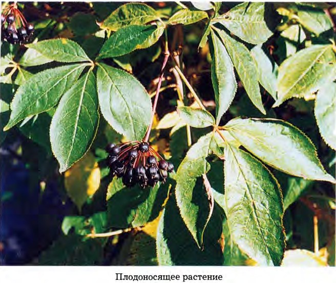 Элеутерококк Растение Фото Где Растет