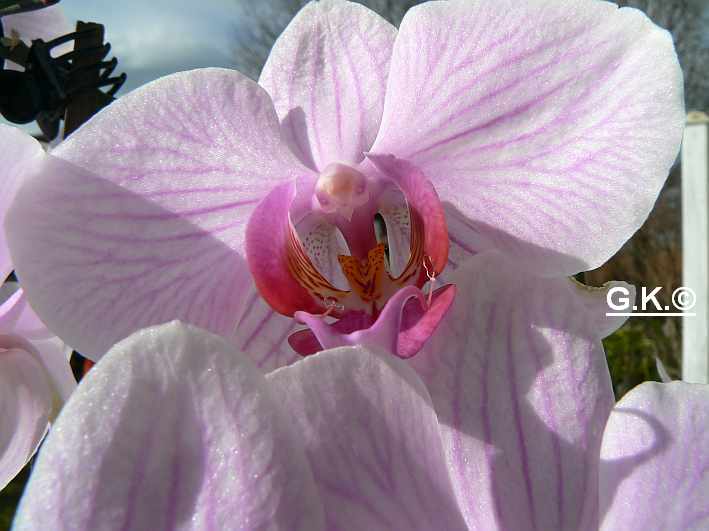orchid13.jpg